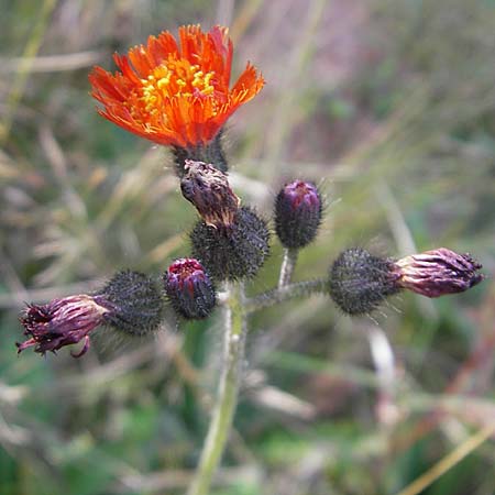 Hieracium aurantiacum \ Orangerotes Habichtskraut, D Odenwald, Beerfelden 12.9.2009