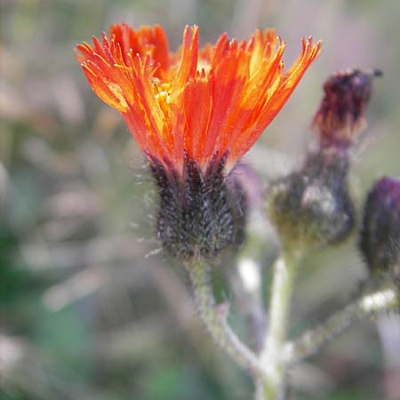 Hieracium aurantiacum \ Orangerotes Habichtskraut, D Odenwald, Beerfelden 12.9.2009