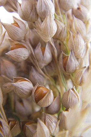 Panicum miliaceum subsp. miliaceum \ Echte Rispen-Hirse / Common Millet, D Mannheim 12.9.2009