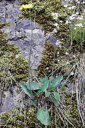 Hieracium schmidtii agg. \ Blasses Habichtskraut / Schmidt's Hawkweed, D Idar-Oberstein 14.5.2011