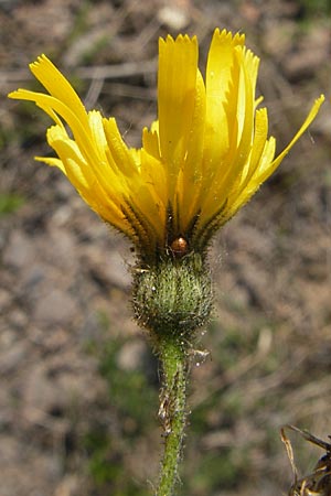 Hieracium glaucinum \ Frhblhendes Habichtskraut / Early Hawkweed, D Theisbergstegen 3.6.2011