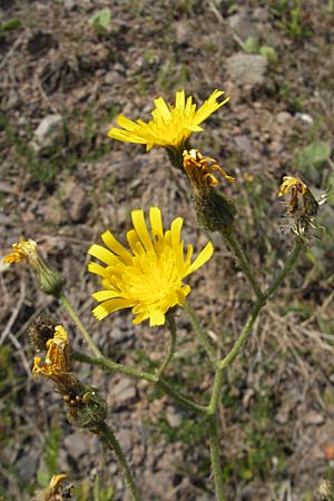 Hieracium glaucinum \ Frhblhendes Habichtskraut / Early Hawkweed, D Theisbergstegen 3.6.2011