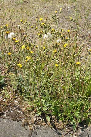 Hieracium spec2 ? \ Habichtskraut / Hawkweed, D T&uuml;rkism&uuml;hle 3.6.2011