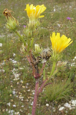 Picris hieracioides \ Gemeines Bitterkraut / Hawkweed Ox-Tongue, D Eching 30.7.2011