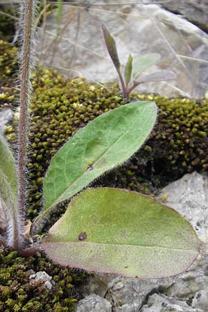 Hieracium murorum \ Wald-Habichtskraut, Mauer-Habichtskraut / Wall Hawkweed, D Eichst&auml;tt 4.6.2012