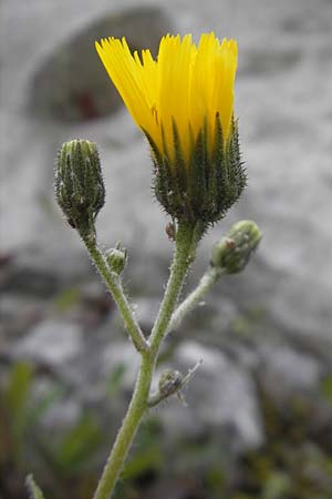 Hieracium murorum \ Wald-Habichtskraut, Mauer-Habichtskraut / Wall Hawkweed, D Eichst&auml;tt 4.6.2012