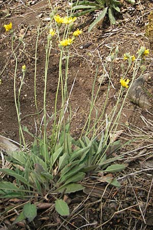 Hieracium lachenalii \ Gewhnliches Habichtskraut / Lachenal's Hawkweed, D Kipfenberg 7.6.2012