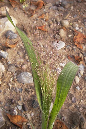 Panicum capillare \ Haarstige Rispen-Hirse / Witchgrass, D Heidelberg 31.7.2012