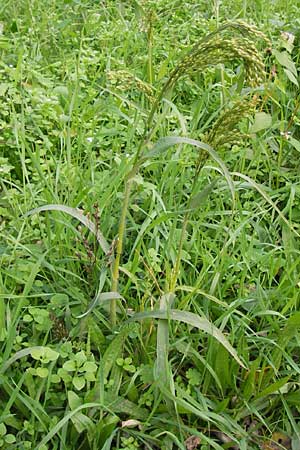 Panicum miliaceum subsp. miliaceum \ Echte Rispen-Hirse / Common Millet, D Mannheim 16.10.2013