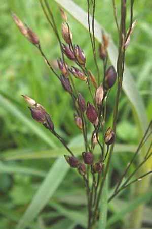Panicum miliaceum subsp. miliaceum \ Echte Rispen-Hirse / Common Millet, D Mannheim 16.10.2013