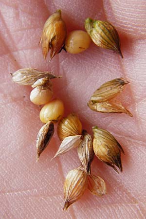 Panicum miliaceum subsp. miliaceum \ Echte Rispen-Hirse / Common Millet, D Mannheim 23.11.2013