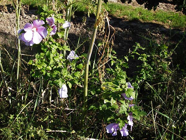 Hibiscus syriacus \ Strauch-Eibisch, Hibiskus / Rose Mallow, Rose of Sharon, D Gimbsheim 17.7.2014