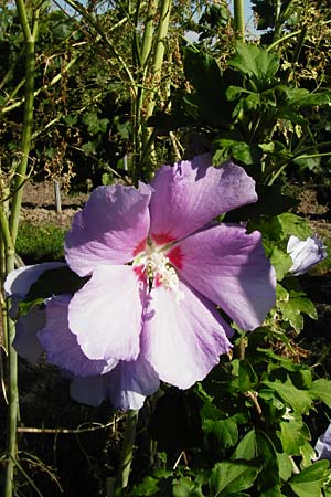 Hibiscus syriacus \ Strauch-Eibisch, Hibiskus / Rose Mallow, Rose of Sharon, D Gimbsheim 17.7.2014