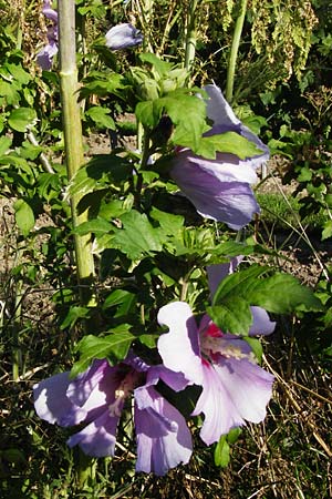 Hibiscus syriacus \ Strauch-Eibisch, Hibiskus / Rose Mallow, Rose of Sharon, D Gimbsheim 17.7.2014