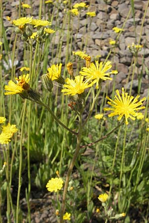 Hieracium bauhini \ Ungarisches Habichtskraut / Bauhin's Hawkweed, D Altenglan 21.5.2011