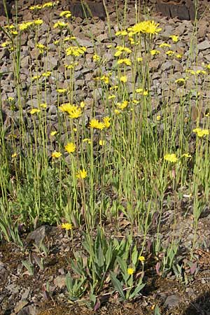 Hieracium bauhini \ Ungarisches Habichtskraut / Bauhin's Hawkweed, D Altenglan 21.5.2011