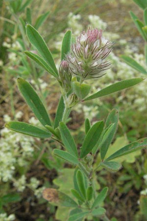 Trifolium arvense \ Hasen-Klee / Hare's-Foot Clover, D Donnersberg 16.6.2006