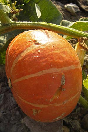 Cucurbita pepo \ Krbis / Marrow, D Mannheim 11.9.2009