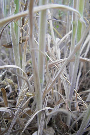Holcus lanatus \ Wolliges Honiggras / Common Velvet Grass, D Reilingen 12.5.2011