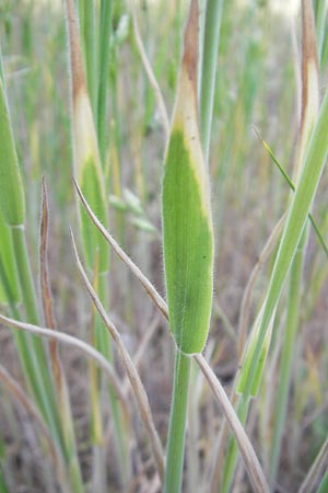 Holcus lanatus \ Wolliges Honiggras / Common Velvet Grass, D Reilingen 12.5.2011