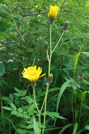 Hieracium bifidum \ Gabeliges Habichtskraut / Hawkweed, D Ettal 21.6.2011