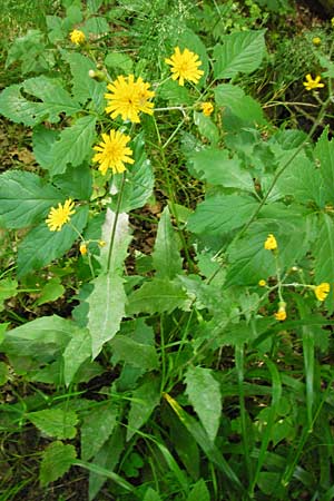 Hieracium lachenalii \ Gewhnliches Habichtskraut / Lachenal's Hawkweed, D Odenwald, Fischbachtal-Steinau 25.6.2014