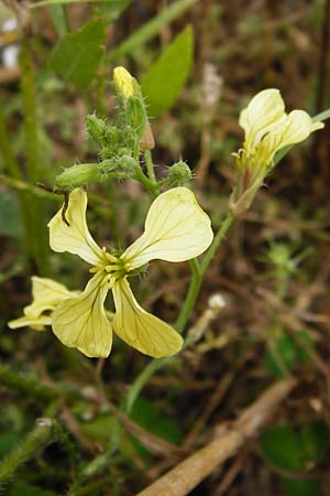Raphanus raphanistrum subsp. landra, Gelber Acker-Rettich Raphanus raphanistrum subsp. landra, Gelber Acker-Rettich