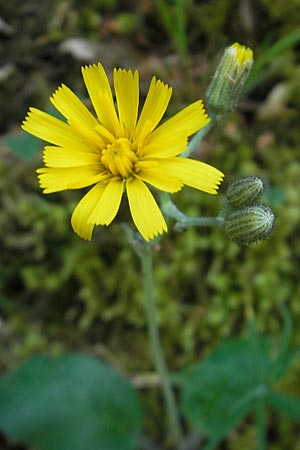 Hieracium murorum \ Wald-Habichtskraut, Mauer-Habichtskraut / Wall Hawkweed, D Idar-Oberstein 21.5.2011