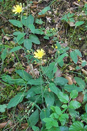 Hieracium murorum \ Wald-Habichtskraut, Mauer-Habichtskraut / Wall Hawkweed, D Idar-Oberstein 21.5.2011