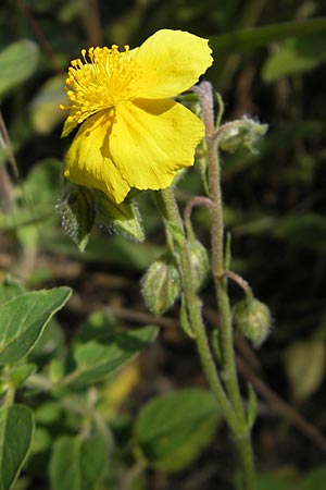 Helianthemum nummularium, Kleinblättriges Sonnenröschen Helianthemum nummularium, Kleinblättriges Sonnenröschen