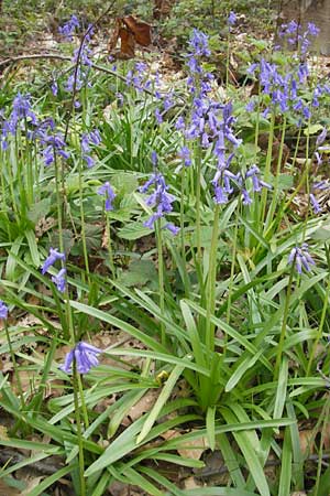 Hyacinthoides non-scripta \ Hasenglckchen / English Bluebell, D Hückelhoven-Baal 30.4.2012