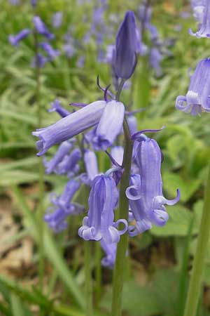 Hyacinthoides non-scripta \ Hasenglckchen / English Bluebell, D Hückelhoven-Baal 30.4.2012