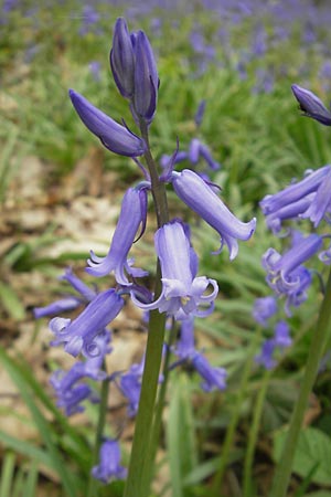 Hyacinthoides non-scripta \ Hasenglckchen / English Bluebell, D Hückelhoven-Baal 30.4.2012