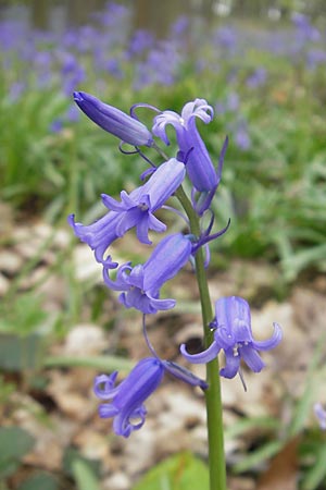 Hyacinthoides non-scripta \ Hasenglckchen / English Bluebell, D Hückelhoven-Baal 30.4.2012