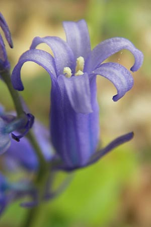 Hyacinthoides non-scripta \ Hasenglckchen / English Bluebell, D Hückelhoven-Baal 30.4.2012