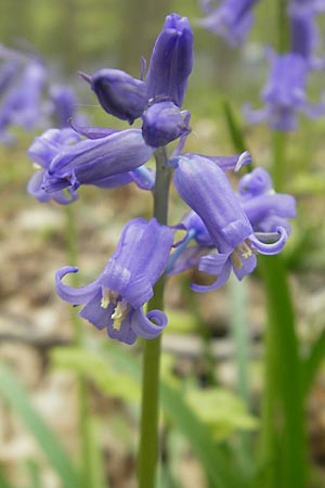 Hyacinthoides non-scripta \ Hasenglckchen / English Bluebell, D Hückelhoven-Baal 30.4.2012