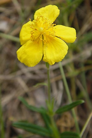 Helianthemum nummularium \ Kleinblttriges Sonnenrschen / Common Rock-Rose, D Eichstätt 4.6.2012
