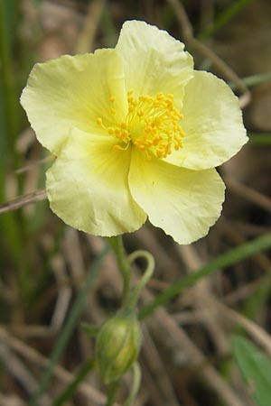 Helianthemum nummularium \ Kleinblttriges Sonnenrschen / Common Rock-Rose, D Solnhofen 5.6.2012