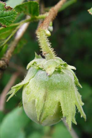 Corylus avellana \ Haselnuss / Hazel, D Mainz 26.7.2014