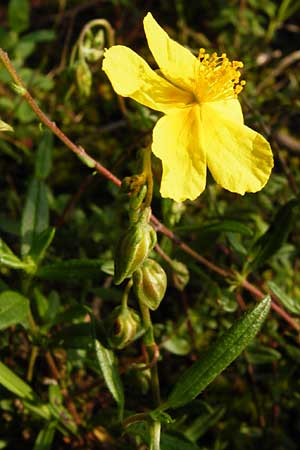 Helianthemum nummularium \ Kleinblttriges Sonnenrschen / Common Rock-Rose, D Mannheim 31.7.2014