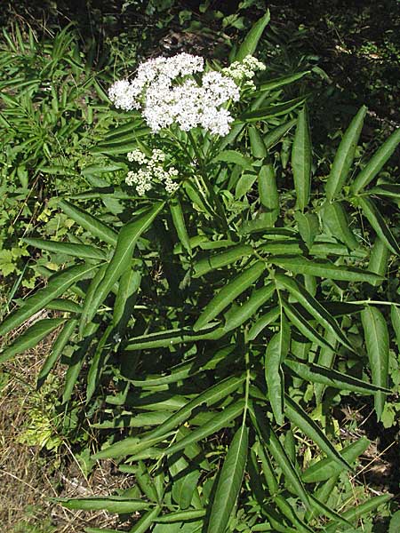 Sambucus ebulus \ Zwerg-Holunder, Attich / Dwarf Elder, D Pforzheim 29.6.2006