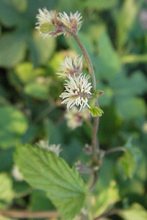 Humulus lupulus \ Hopfen / Hop, D Mannheim 21.8.2006