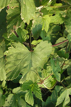 Humulus lupulus \ Hopfen / Hop, D Mannheim 21.8.2006