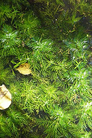 Hottonia palustris \ Sumpf-Wasserfeder / Water Violet, D Mörfelden 9.9.2006