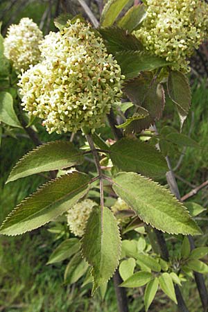 Sambucus racemosa \ Roter Holunder, Trauben-Holunder / Red-Berried Elder, D Neuleiningen 5.4.2007