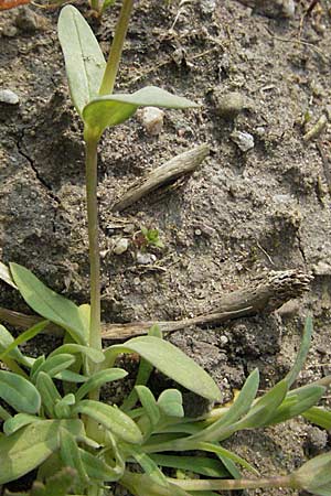 Holosteum umbellatum \ Spurre / Jagged Chickweed, D Hambrücken 7.4.2007