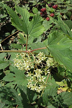 Humulus lupulus \ Hopfen / Hop, D Mannheim 19.8.2007