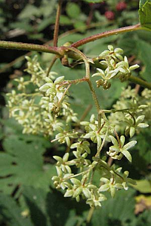 Humulus lupulus \ Hopfen / Hop, D Mannheim 19.8.2007