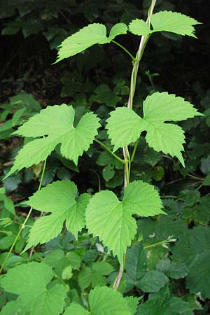 Humulus lupulus \ Hopfen / Hop, D Bensheim 2.7.2007