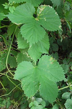 Humulus lupulus \ Hopfen / Hop, D Bensheim 2.7.2007